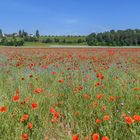 Mohn