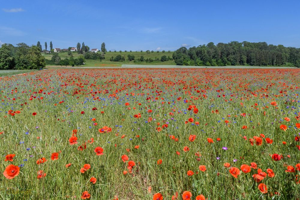 Mohn