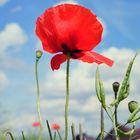 mohn