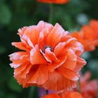 mohn