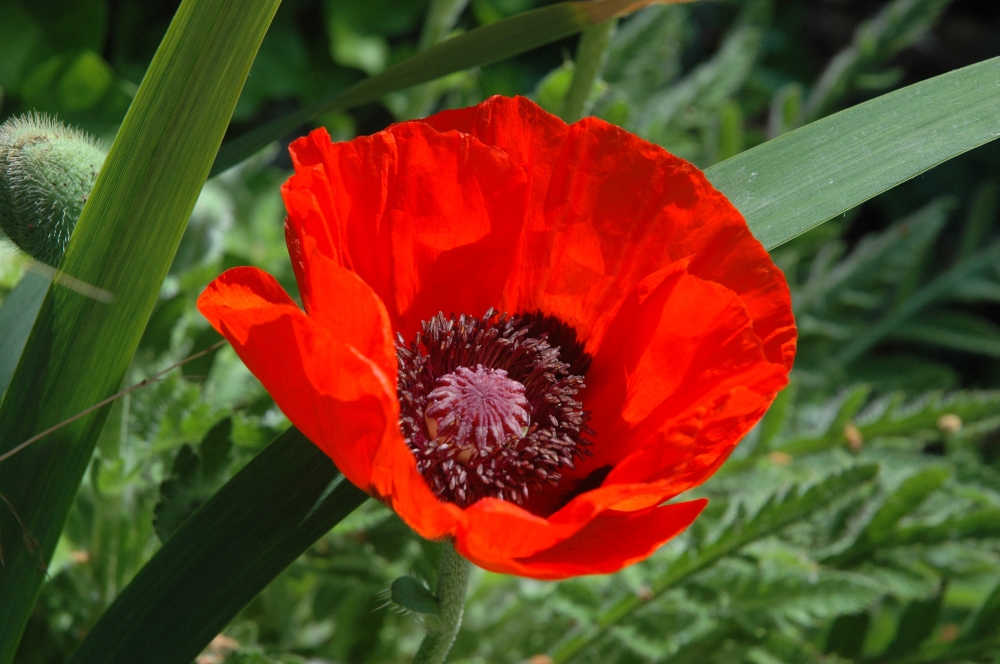 Mohn