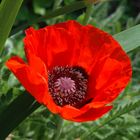 Mohn