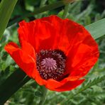 Mohn