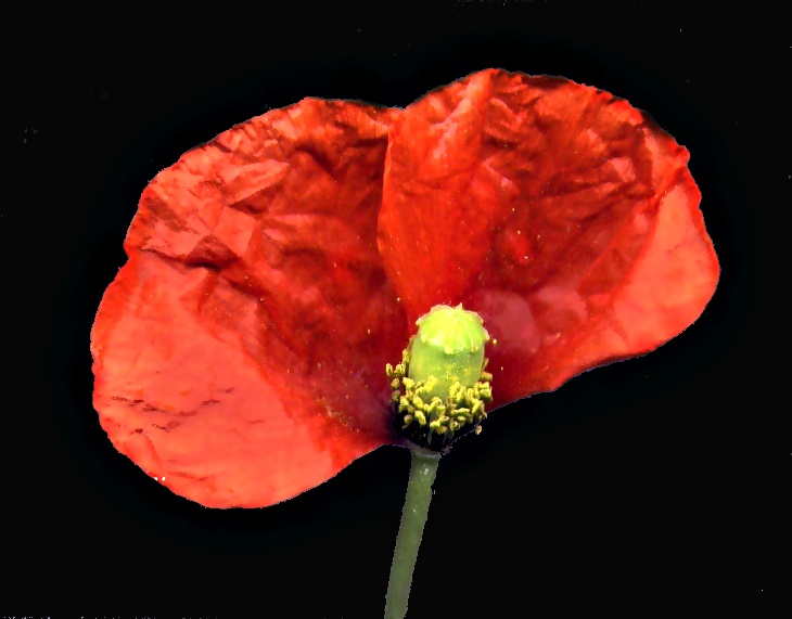 mohn