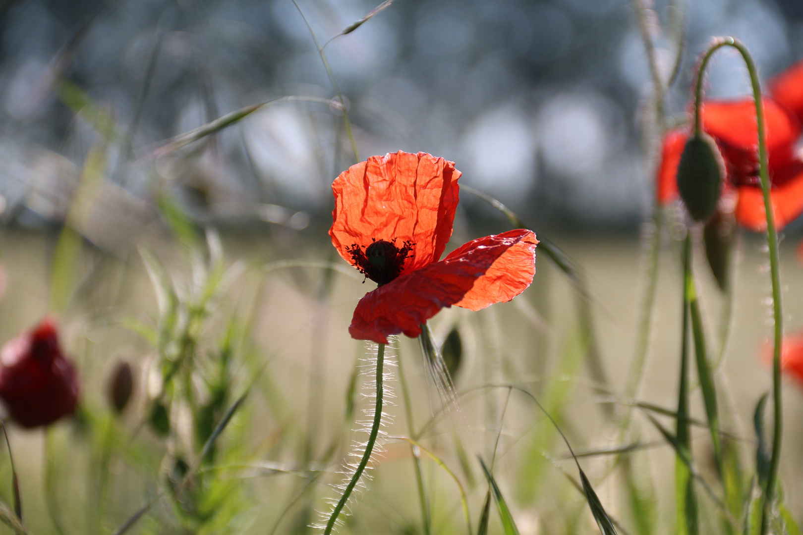 Mohn