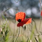 Mohn