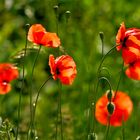 MOHN