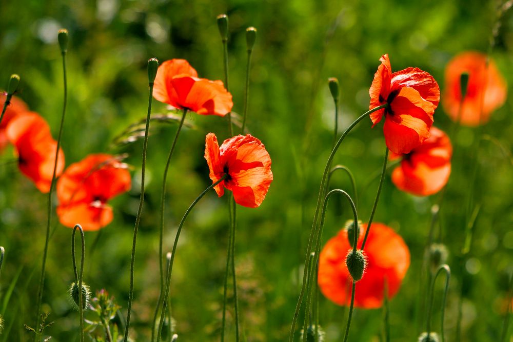 MOHN