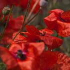 Mohn