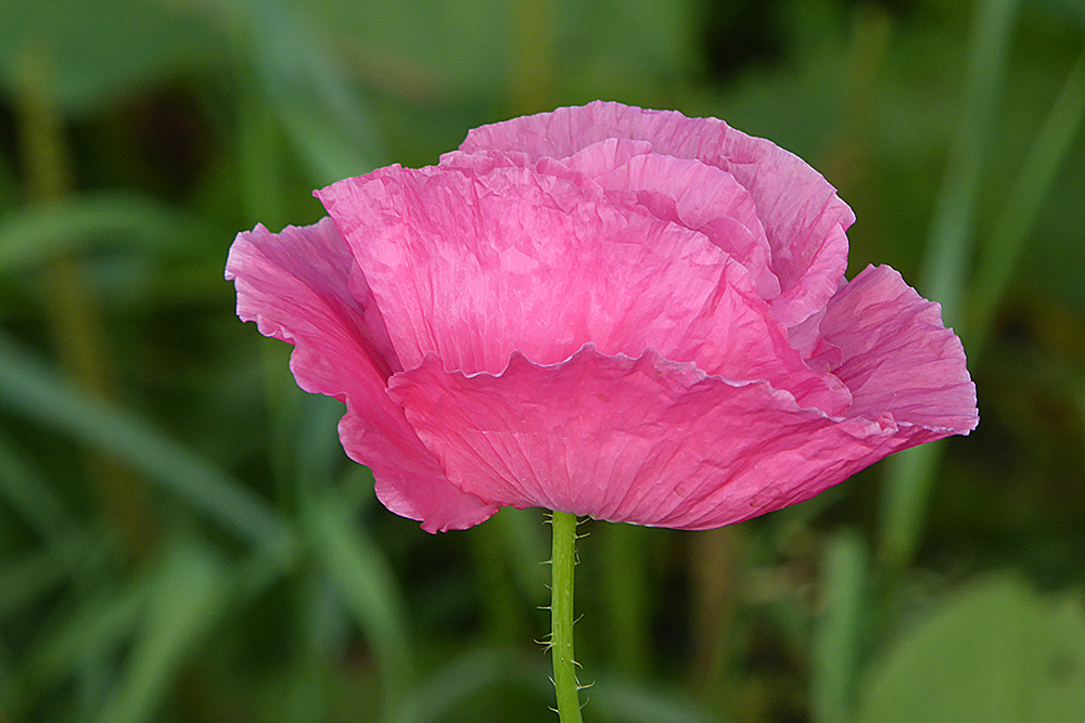 Mohn