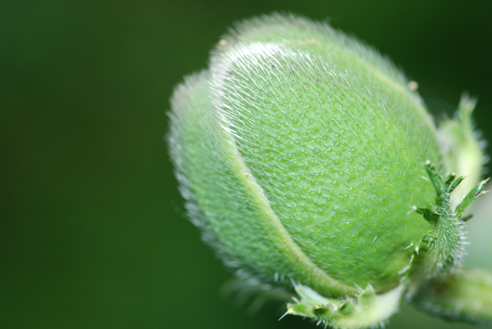 Mohn