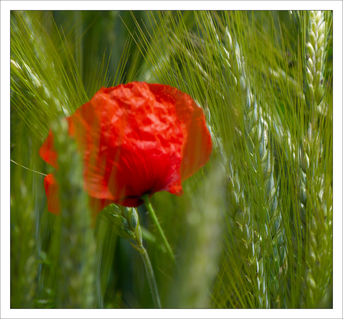 Mohn