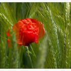 Mohn