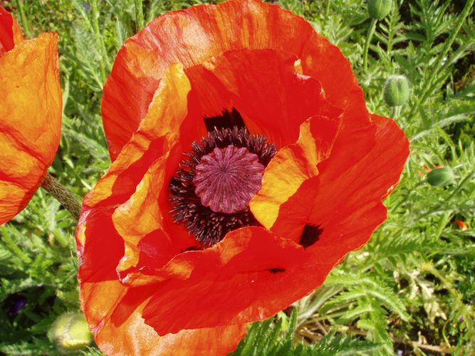 mohn