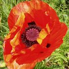 mohn