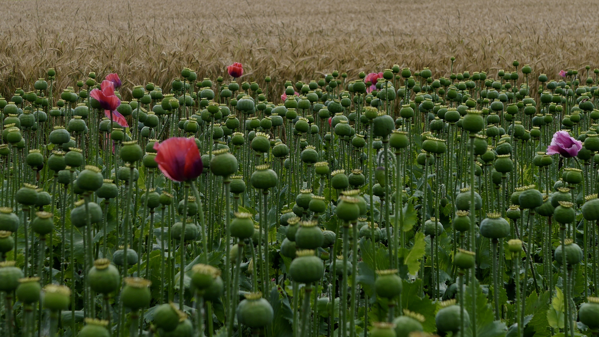 Mohn