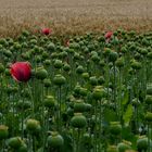 Mohn