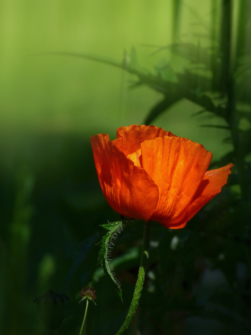 Mohn