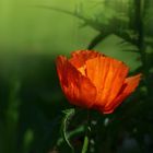 Mohn