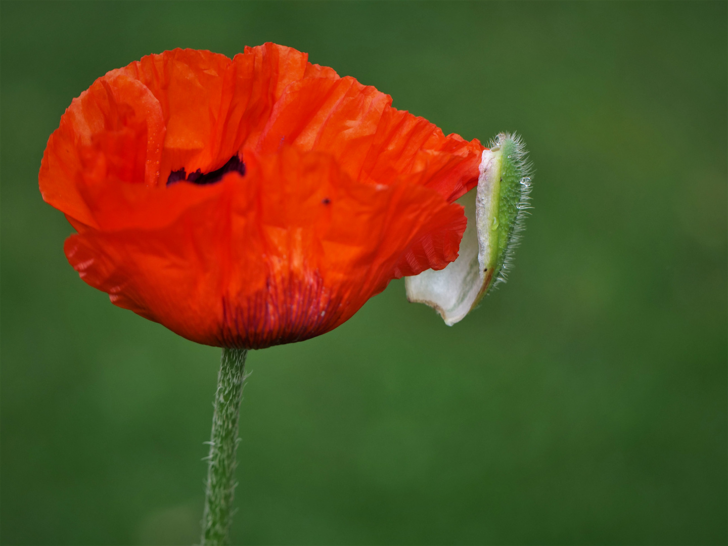 Mohn.