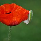 Mohn.