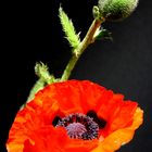 Mohn