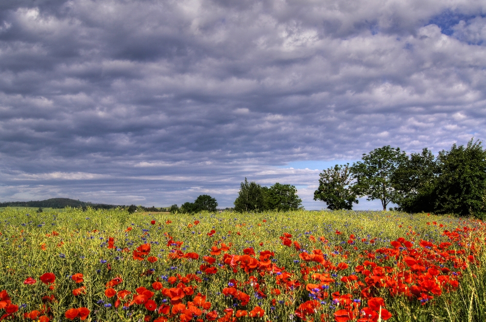 Mohn