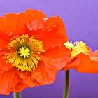 Mohn