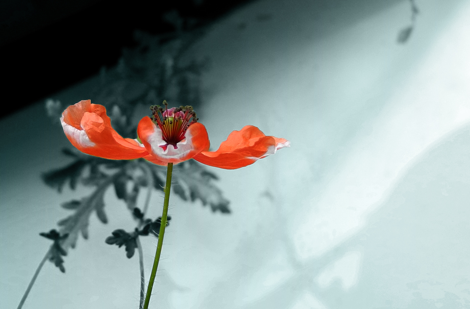 MOHN