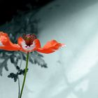 MOHN