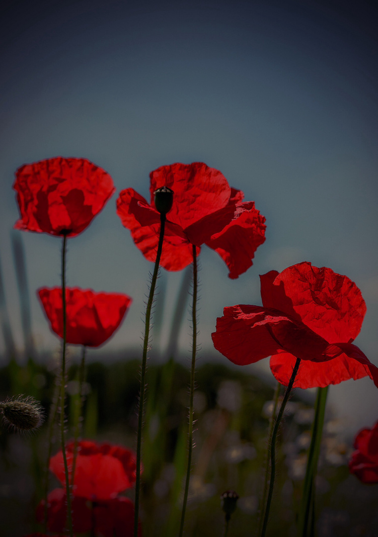 Mohn