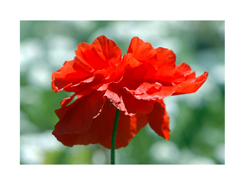 Mohn