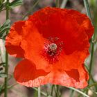 Mohn