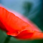 Mohn