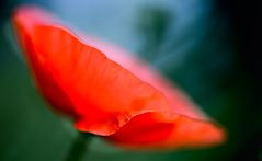 Mohn