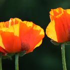 Mohn....