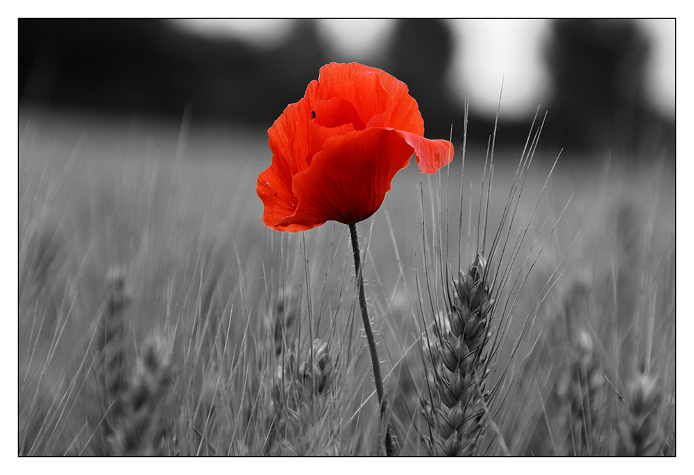 Mohn