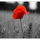 Mohn