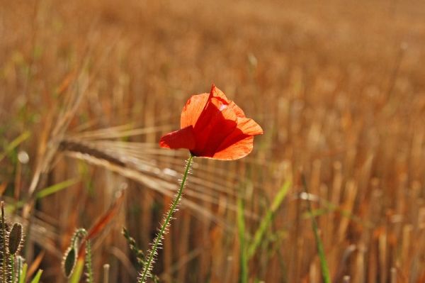 Mohn