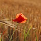 Mohn