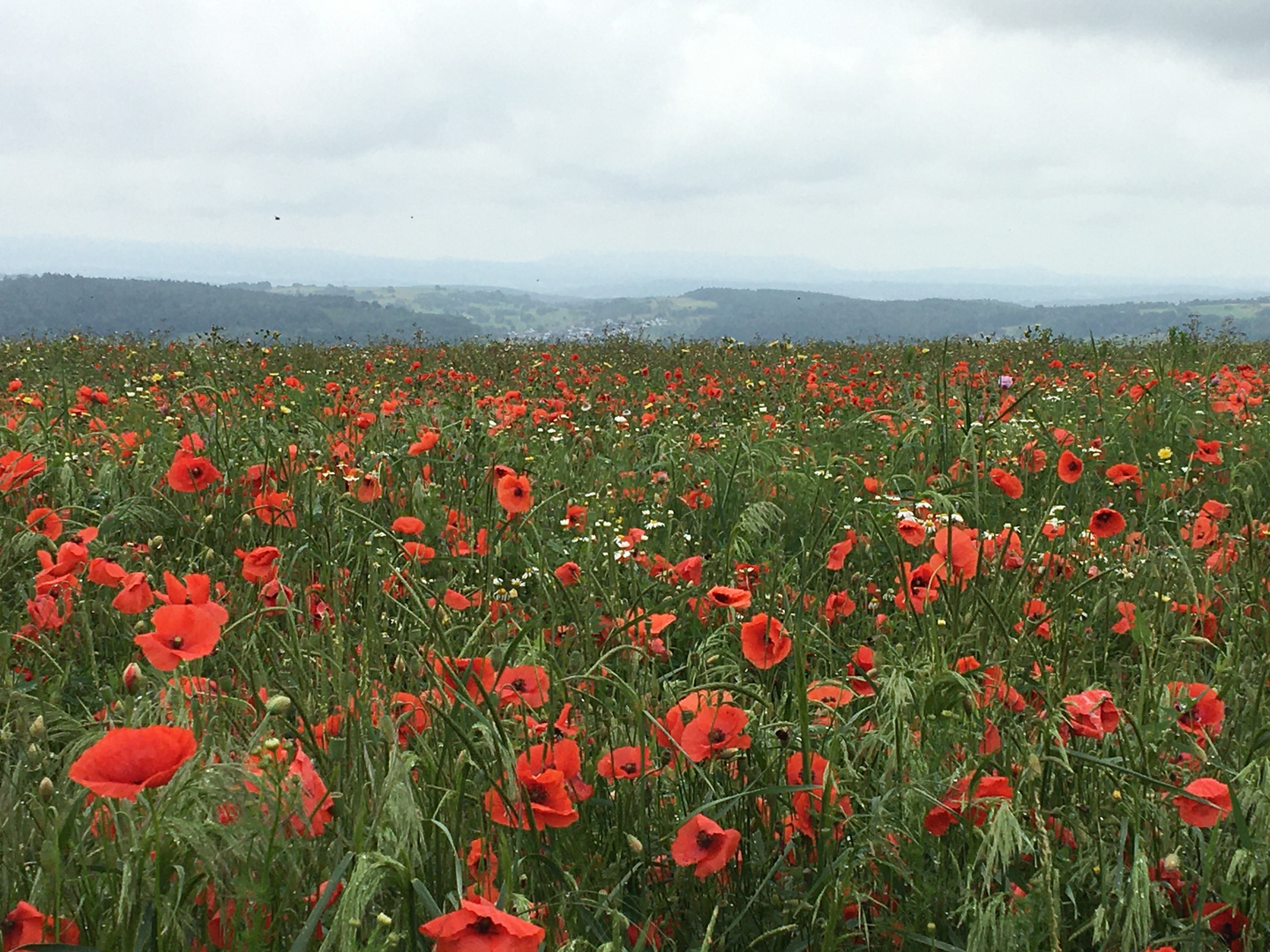 Mohn