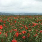 Mohn