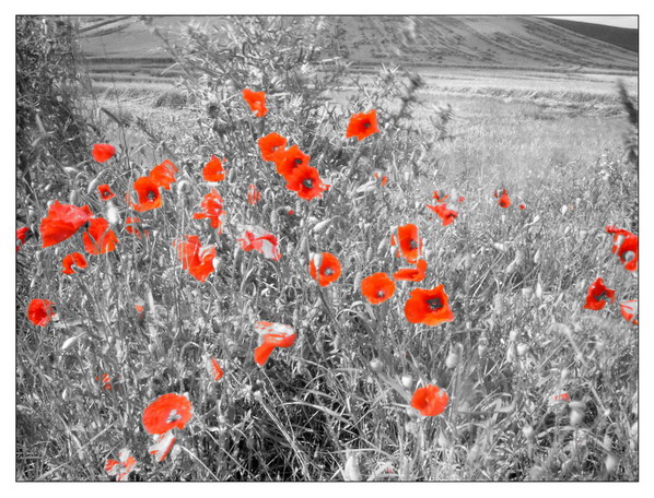 Mohn