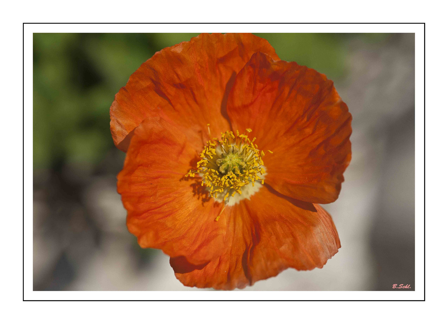 Mohn