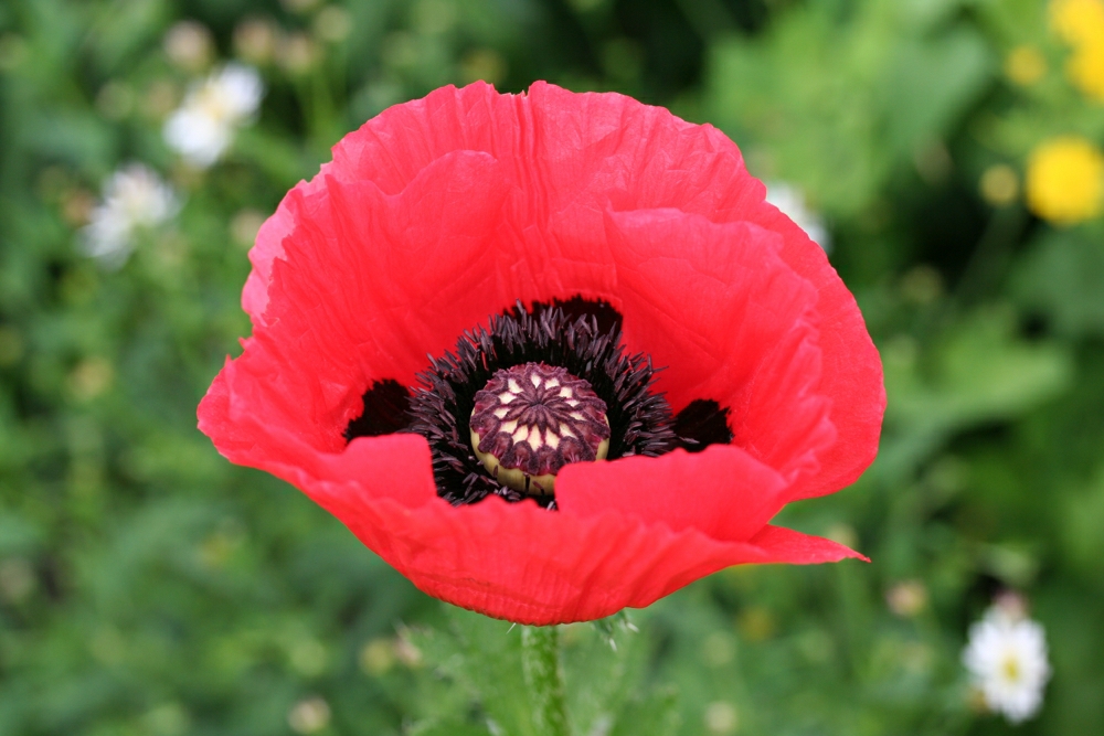 Mohn