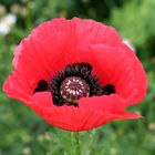 Mohn