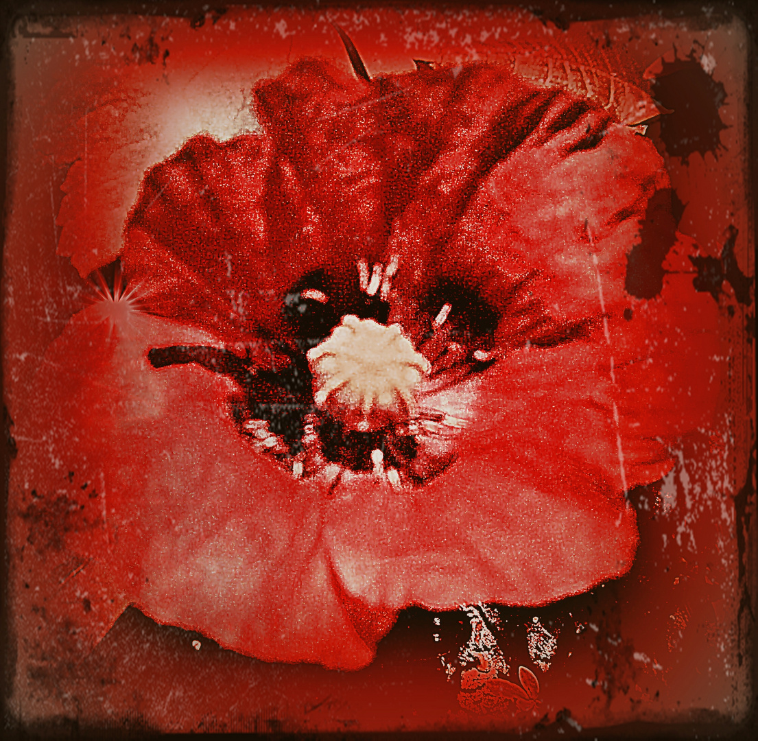 Mohn