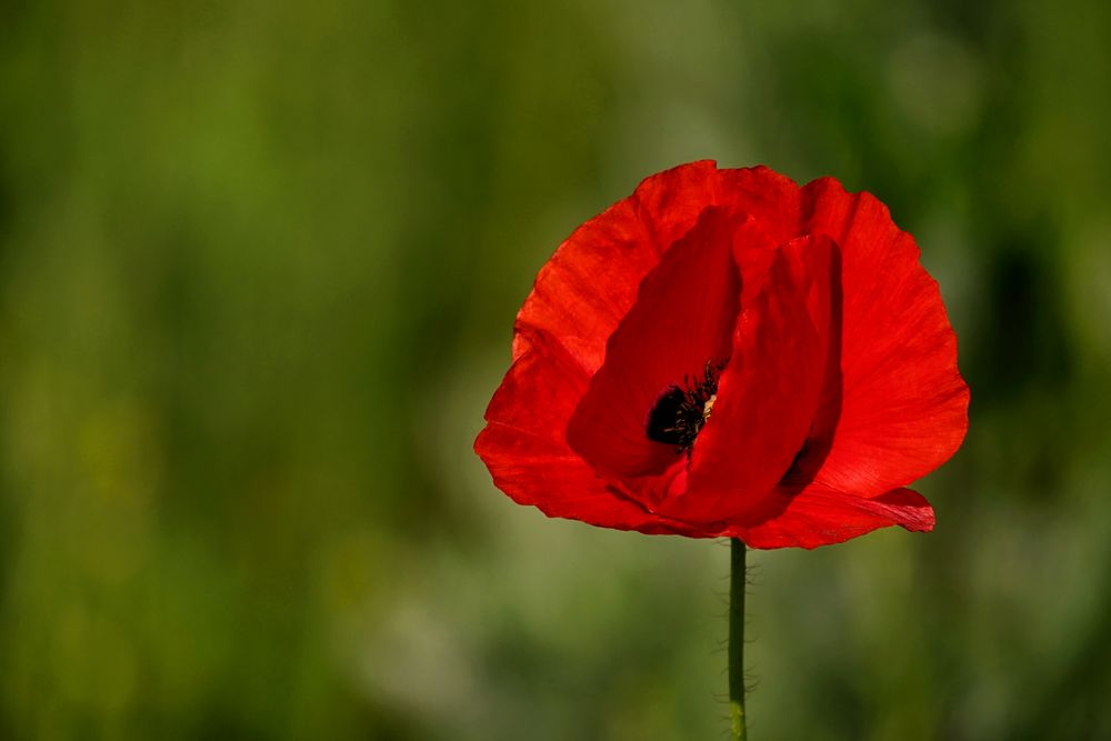 MOHN