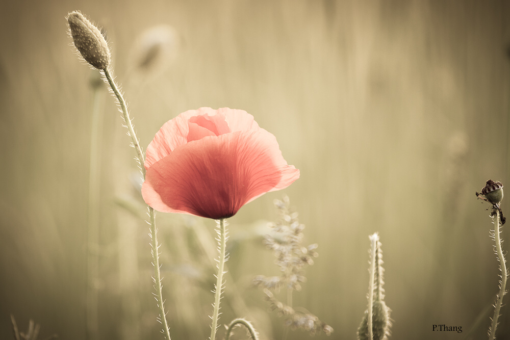 Mohn........