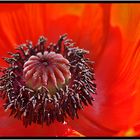 mohn...